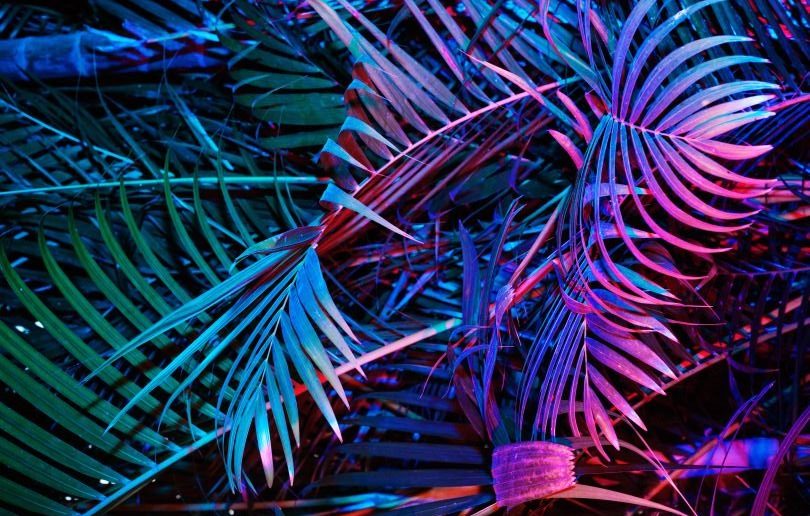 festivali u kolovozu